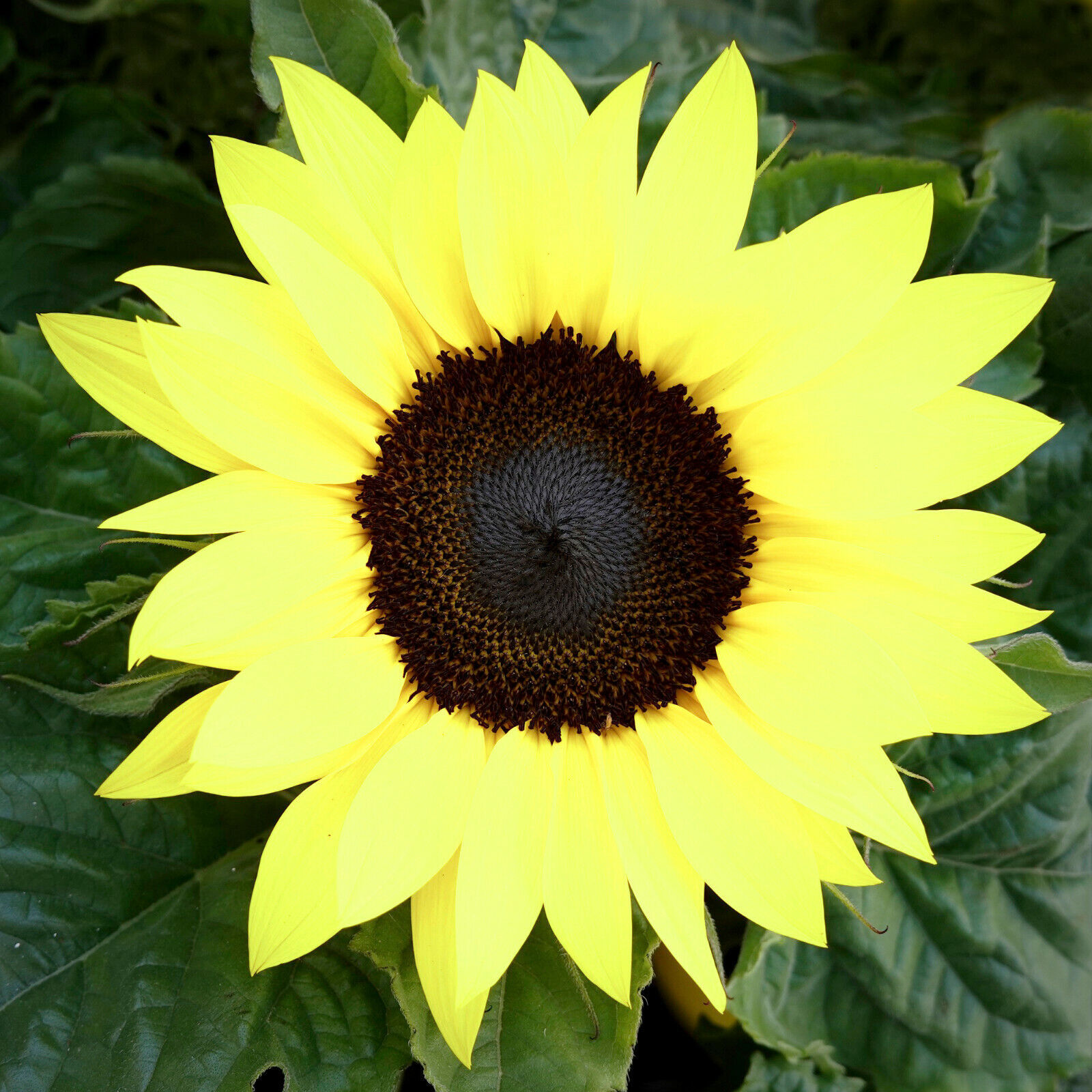 80 LEMON QUEEN TALL Sunflower Seeds Yellow Non-GMO Heirloom Flower  - $8.38