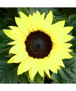 80 LEMON QUEEN TALL Sunflower Seeds Yellow Non-GMO Heirloom Flower  - $8.38