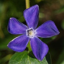40 Fragrant Blue Periwinkle Flower Seeds / Annual  SG - $14.75