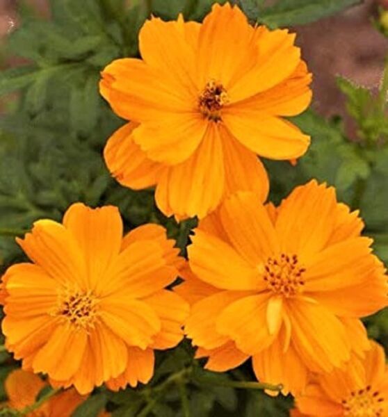 Beautiful Cosmos Gold Dwarf Sulphur Seeds 80+ Seeds Fresh Garden - $3.98