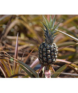 15 Rondon Pineapple Seeds Planting Fresh Seeds - $184.83 MXN