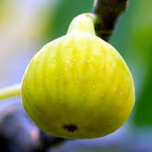 3 Plant  Fig Tree “Yellow Long Neck&quot; - £47.16 GBP