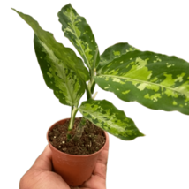 Chinese Evergreen Pictum Tricolor-3" Pot - $120.49
