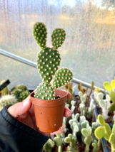 Cactus Bunny Ear Yellow Polka Dot Opuntia Microdasys 2&quot; Pot Live Plant - £6.31 GBP