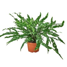 Fern 'Kangaroo Paw'-6" Pot - $1,048.69 MXN