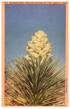 Magnificent Waxlike Bloom Of The Joshua Tree California Cactus Postcard - £7.08 GBP