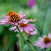 Fresh USA Seller Echinacea Tennesseensis Rocky Top Seed - £8.75 GBP