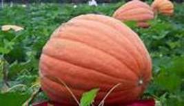 Atlanta Giant Pumpkin Seeds,organic edible toy boat interesting TS385T - $9.98