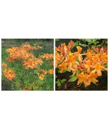 Tipsy Tangerine, Aromi Azalea Rhododendron Deciduous, Starter Plant, Dormant - $43.99