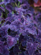 Coleus Plant dragon nettle purple 50 Seeds - £4.78 GBP
