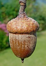 12 Northern Red Oak Acorns Quercus Rubra Fresh Seeds Gardening USA - $16.90