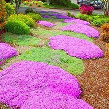 Creeping Thyme or Multi-Color Rock CRESS Plant, 100 SEEDS D - £11.27 GBP