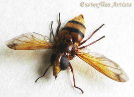 Wasp Mimic Hoverfly Volucella Inanis Rare Framed Entomology Shadowbox Di... - $62.00