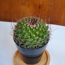 Live Cactus Plant - Mammillaria Mystax Globe Cactus, 3&quot; Succulent Houseplant - £12.05 GBP