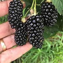 New Fresh 1 Big Daddy Blackberry Thornless Rubus Plants Fruit Plant Starter Plan - $26.30