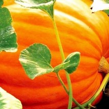 Fresh Garden Big Max Pumpkin Treated Seeds | NON-GMO | Heirloom | Seeds - £10.39 GBP