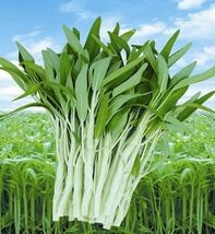 50+ Seed White Stem Water Spinach Ong Choy Kong Xin Cai Rau Muống Trắng - €3,56 EUR