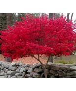 Dwarf Burning Bush Shrub Gallon Pot 12-18 Inch Tall Live Plant Euonymus ... - $99.98