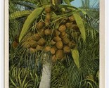 Cocoanut Tree and Fruit Port Antonio Postcard Greetings From Jamaica  - $11.88