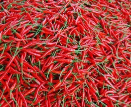 SEPTH Organic 100 Red Chili Pepper Seeds Capsicum Hot Cayenne Pepper - $5.54