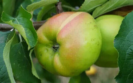 Semilir 25 Lady Henniker Apple Seeds USA  Fast Grow From US - $11.80