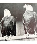 Bald Eagle Pair Of Males In Full Plumage 1936 Bird Print Nature DWU13 - $371.04 MXN