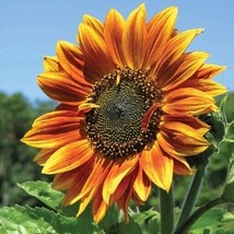 Grow In US 50pcs Autumn Beauty Sunflower Seeds NonGMO Heirloom Flowers Easy to G - £11.95 GBP