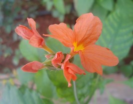 Crossandra Infundibuliformis Orange Marmalade Seeds Fresh USA Fast Shipping - £12.07 GBP