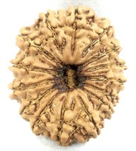 Collector Size 15 Mukhi Rudraksha - 27.07 mm - Nepal - IGL Certified - £385.30 GBP