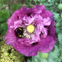 New Violet Blush Double Peony Poppy Flower 50 Seeds Fall Blooms 6 Fresh Garden - £8.95 GBP