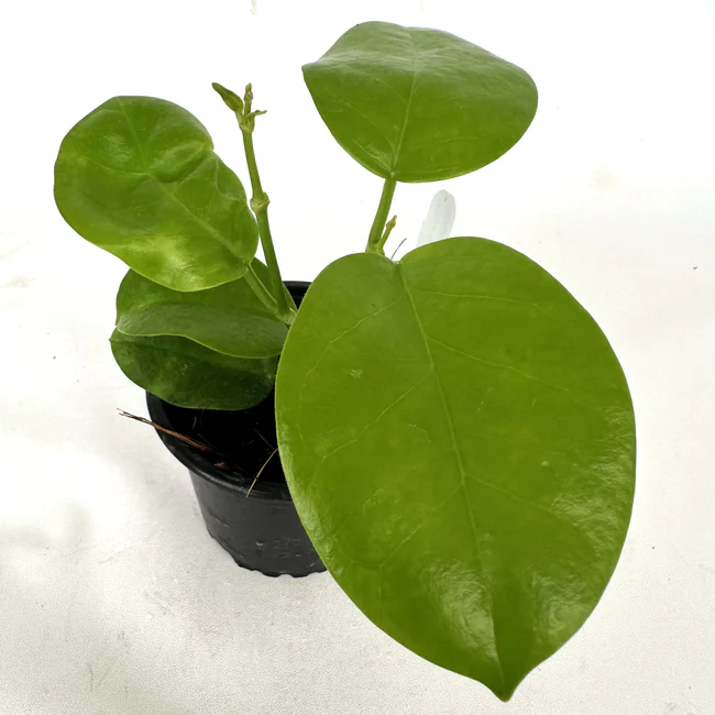 LWS Hoya Australis Kapoho 3.5 inch Fast Shipping - £50.98 GBP