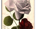 Single White Rose DB Postcard Q24 - $2.92