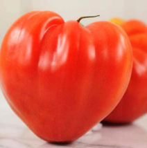 Tomato OXHEART Pink Sauce Canning Heirloom Indeterminate NonGMO 50 Seeds - £7.84 GBP