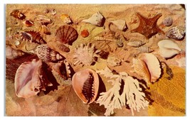 Shells From The Coast Of Florida Unused Postcard - £11.67 GBP