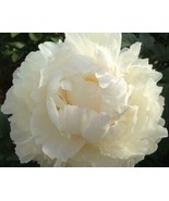 50 SEEDS FRESH DOUBLE CREAM PEONY PAPAVER PAEONIFLORUM HEIRLOOM SEEDS FO... - $8.35