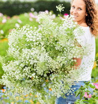 US Seller 200 Seeds Bishop&#39;S Flower Green Mist Bouquets Tall Beneficial Insects - £7.97 GBP