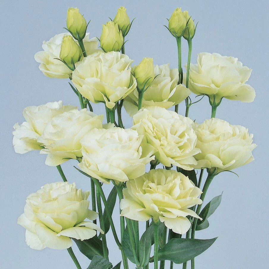 Lisianthus Seeds Rosita Green 25 Pelleted Seeds Cut Flower Seeds - $21.61