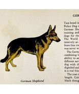 German Shepherd 1939 Dog Breed Art Ole Larsen Color Plate Print Antique ... - $40.99 CAD