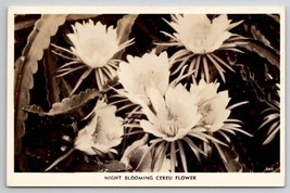RPPC Night Blooming Cereu Flower Real Photo Postcard Y22 - £5.45 GBP