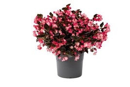 15 Pelleted Seeds Viking Begonia Pink On Chocolate Leaf Begonia Seeds - £26.91 GBP