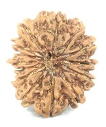 Super Collector Size 14 Mukhi Rudraksha - Nepal - 29.33 mm - Igl Certified - €813,05 EUR Super Collector Size 14 Mukhi Rudraksha - Nepal - 29.33 mm - Igl Certified - €813,05 EUR