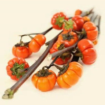 5 Pumpkin Tree Seeds-1113 - £2.31 GBP