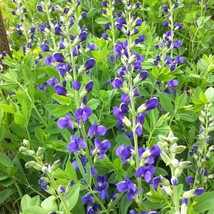 Baptisia Australis Blue Wild Indigo 15 Flower Seeds Fresh USA Shipping - $13.16