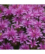 100 Amethyst Bee Balm Seeds Flowers Seed Bloom Hummingbird Flower Seeds Fresh Ga - $9.58
