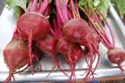 Open Pollinated Organic Detroit Dark Red Beet Seeds NON GMO 150+ Pcs - $6.99