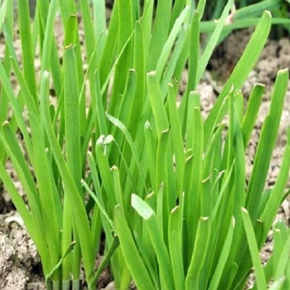 LimaJa Garlic Chives 50 Seeds | NON-GMO | Heirloom | Fresh Garden - $2.80