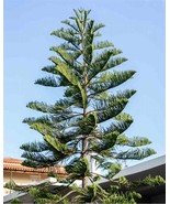 Norfolk Island Pine Araucaria Heterophylla, 20 Seeds D - $14.35