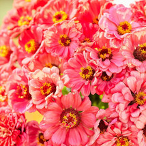 PWO 100+ Salmon Queen Zinnia Seeds For Garden Planting - Usa - ! - $6.58