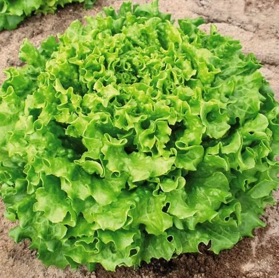 Lettuce Muir Mto Organic Seeds For Planting (50 Seeds) Fresh - $20.58