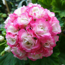 Geranium Hydrangea-Shaped Peach Pink And White Colors Flowers 10 Seeds Big Bloom - £5.46 GBP